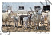 Sheep Flock Barn #4443