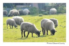 Sheep Grazing Milford #3045