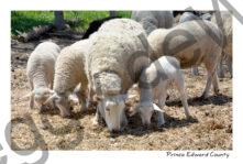 Sheep Grazing White #4444