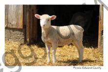 Sheep Lamb #2760