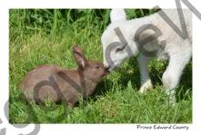 Sheep Lamb Rabbit #3404