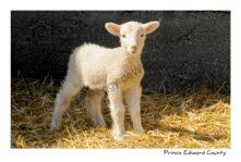 Sheep Lamb Standing #3046