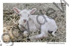 Sheep Lamb Straw #3818