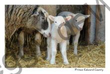 Sheep Lambs Mom #2686