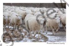 Sheep Lots Walking #3819