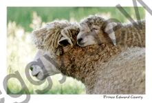 Sheep Mom Lamb #437