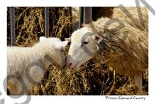 Sheep Mom Lamb Noses Closeup #3047