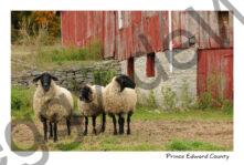 Sheep Morrison Point #2198