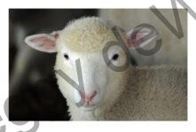 Sheep Pink Ears #3048