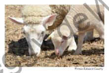 Sheep Two Closeup #4446