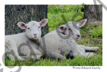 Sheep Two Resting #3820