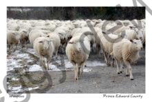 Sheep Walking #3821