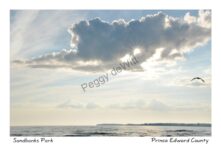 Sky Cloud Seagull #4318