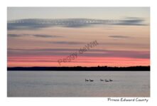 Sky East Lake 5 Swans #4323