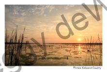 Sky East Lake Reeds #4510