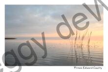 Sky Grass East Lake #4598