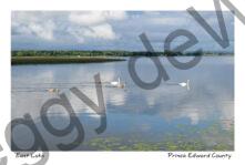 Sky Reflections Swans #4453