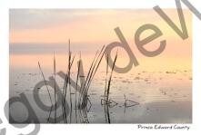 Sky Sunrise Grass Pinkish #4601