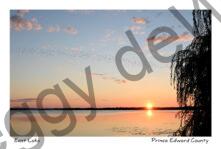 Sky Sunrise Willow Birds #4458