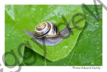 Snail #3626