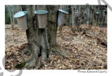 Sugar Bush Buckets #1792