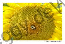 Sunflower Bee #958