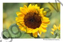 Sunflower Big Centre #4344