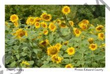 Sunflower Field Cherry Valley #3416