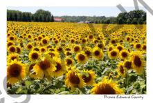 Sunflower Field Waupoos #3417