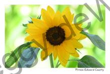 Sunflower Light Green #4716