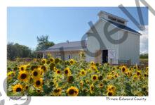 Sunflower Millefleurs Shed #4000