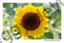 Sunflower Millefleurs Single #3999