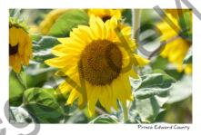 Sunflower One Breeze #3998