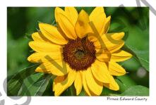 Sunflower Single #4718