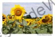 Sunflower Tall in Field #3852