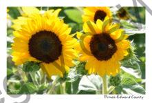 Sunflower Two Millefleurs #3997