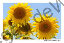 Sunflowers Blue Sky #4191