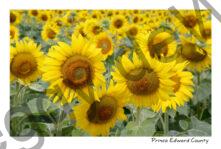 Sunflowers Dancing #4192