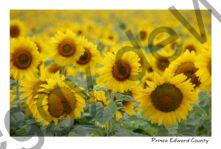 Sunflowers Endless #4193