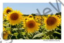 Sunflowers Three #3853