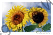 Sunflowers Two Clouds #478