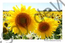 Sunflowers Two Field #3418