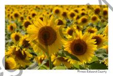 Sunflowers Two Plenty Sunflowers #4195