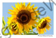 Sunflowers Waupoos #2864