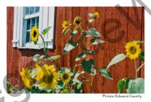 Sunflowers Window #3854