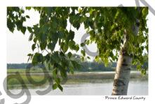 Tree Birch East Lake #3424