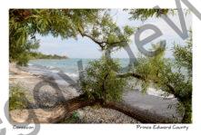 Tree Consecon Willows #3429