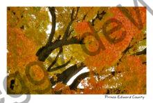 Tree Maple Fall #1177