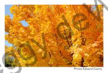 Tree Maple Fall #2702