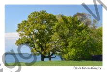 Tree Salmon Pt Tree #3991